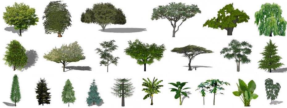 Sketchup plants, sketchup trees, sketchup bushes, sketchup forest, 3-D plants, 3-D trees, 2-D Sketchup trees, 3-D Sketchup trees, 3-D sketchup plants