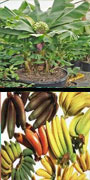 Musa, banana, plantain, aquapini planting, aquapini food, Highest Good food, walipinis, organic food
