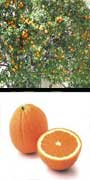 Citrus, sinensis cv., Lane,Late, Navel, Orange, aquapini planting, aquapini food, Highest Good food, walipinis, organic food