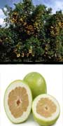 Citrus X cv. ‘Oroblanco’ grapefruit, aquapini planting, aquapini food, Highest Good food, walipinis, organic food