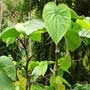 Piper methysticum, Kava, aquapini planting, aquapini food, Highest Good food, walipinis, organic food