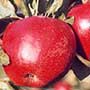 Opalescent apple, aquapini planting, aquapini food, Highest Good food, walipinis, organic food