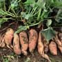 Ipomea batatas, Sweet Potato, aquapini planting, aquapini food, Highest Good food, walipinis, organic food