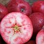 Burford’s Red Flesh apple, aquapini planting, aquapini food, Highest Good food, walipinis, organic food