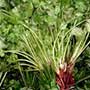 Coriandrum sativum,Cilantro, aquapini planting, aquapini food, Highest Good food, walipinis, organic food