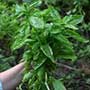 Ocimum sp.,Basil, aquapini planting, aquapini food, Highest Good food, walipinis, organic food