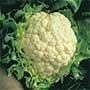 Brassica oleracea, Cauliflower, aquapini planting, aquapini food, Highest Good food, walipinis, organic food