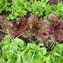  Lactuca sativa, Lettuc, aquapini planting, aquapini food, Highest Good food, walipinis, organic food