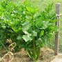 Apium graveolens, Celery, aquapini planting, aquapini food, Highest Good food, walipinis, organic food