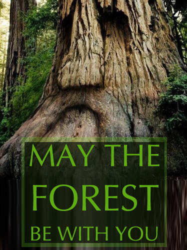 may the forest be with you, evolution of sustainability, transformational change, global transformation, open source, One Community, facilitating the evolution of sustainability