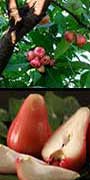 Syzygium samarangense, Water Apple, Wax Apple, aquapini planting, aquapini food, Highest Good food, walipinis, organic food,