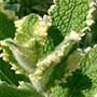 Mentha suaveolens, Variegata’,Pineapple Mint, aquapini planting, aquapini food, Highest Good food, walipinis, organic food,