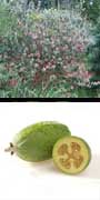 Acca sellowiana, Pineapple Guava, Feijoa, Guavasteen, aquapini planting, aquapini food, Highest Good food, walipinis, organic food,