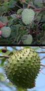Annona sp., aquapini planting, aquapini food, Highest Good food, walipinis, organic food