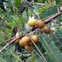 Phyllanthus emblica, Amla, aquapini planting, aquapini food, Highest Good food, walipinis, organic food,