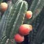 Cereus peruvianus, Apple Cactus, aquapini planting, aquapini food, Highest Good food, walipinis, organic food,