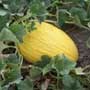 Cucumis melo (Melons), aquapini planting, aquapini food, Highest Good food, walipinis, organic food,