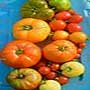 Solanum lycopersicum, Tomato, aquapini planting, aquapini food, Highest Good food, walipinis, organic food,