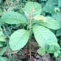 Persea scheideana, Chucte, aquapini planting, aquapini food, Highest Good food, walipinis, organic food