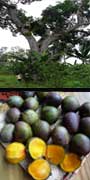 Mangifera casturi, Casturi, aquapini planting, aquapini food, Highest Good food, walipinis, organic food