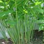 Alpinia galanga, Greater Galanga, aquapini planting, aquapini food, Highest Good food, walipinis, organic food