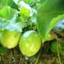 Passiflora edulis, passionfruit, aquapini planting, aquapini food, Highest Good food, walipinis, organic food