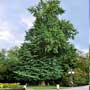 Ginko, food forest, One Community outdoor planting plan, grow your own food, evolved food, Highest Good food, sustainable food