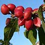 Protium heptaphyllum, Incense Tree, aquapini planting, aquapini food, Highest Good food, walipinis, organic food
