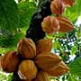 Theobroma cacao, Chocolate, aquapini planting, aquapini food, Highest Good food, walipinis, organic food
