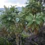 Bocconia sp., Llorasangre, aquapini planting, aquapini food, Highest Good food, walipinis, organic food