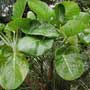 Dendroseris sp., Cabbage tree, aquapini planting, aquapini food, Highest Good food, walipinis, organic food
