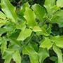 Maytenus officinalis, Espinheira Santa, aquapini planting, aquapini food, Highest Good food, walipinis, organic food