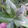 Euphorbia lancifolia, Ixbut, aquapini planting, aquapini food, Highest Good food, walipinis, organic food