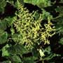 Chenopodium sanctae-clarae, Santa Clara Goosefoot, aquapini planting, aquapini food, Highest Good food, walipinis, organic food