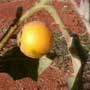 Solanum pectinatum, aquapini planting, aquapini food, Highest Good food, walipinis, organic food