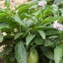 Solanum muricatum, Pepino dulce, aquapini planting, aquapini food, Highest Good food, walipinis, organic food