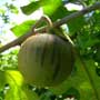 Solanum robustrum, Jua-acu, aquapini planting, aquapini food, Highest Good food, walipinis, organic food