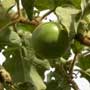 Solanum grandiflorum, Jito, aquapini planting, aquapini food, Highest Good food, walipinis, organic food
