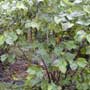 Piper methysticum, Kava, aquapini planting, aquapini food, Highest Good food, walipinis, organic food