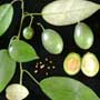 Solanum divaricata, Forest tree tomato, aquapini planting, aquapini food, Highest Good food, walipinis, organic food