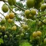 Solanum diploclonos (Deer fruit), aquapini planting, aquapini food, Highest Good food, walipinis, organic food