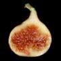 Beall fig, aquapini planting, aquapini food, Highest Good food, walipinis, organic food