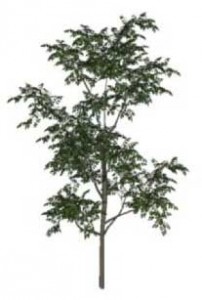 Sketchup, Castanea/chestnut, Umbellularia/California bay, Maclura/Osage orange, Malus/apple, Cladrastis/yellowwood, Gymnocladus/kentuckey coffee tree, Quillaja/soapbark, Laureliopsis/NCN, Betula/birch, Acer/maple, Paulownia/empress tree, Sassafras/sassafras, Carya/pecan, Juglans/walnut, Prunus/apricot-plum-almond, Corylus/hazel, Morus/mulberry, Pyrus/pear, Peumus/boldo, Celtis/hackberry Ulmus/elm, Eucommia/NCN
