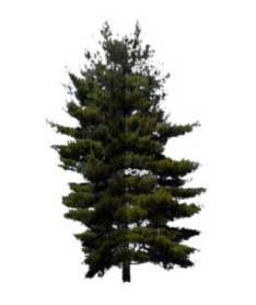 Sketchup, Sequoia/redwood, Keteleeria/NCN, Taxus/yew, Abies/fir, Sciadopitys/NCN, Torreya/California nutmeg