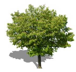 Sketchup, Quercus/oak, Umbellularia/California bay, Maclura/Osage orange, Cladrastis/yellowwood, Gymnocladus/kentuckey coffee tree, Quillaja/soapbark, Laureliopsis/NCN, Betula/birch, Acer/maple, Paulownia/empress tree, Sassafras/sassafras, Carya/pecan, Juglans/walnut, Prunus/apricot-plum-almond, Corylus/hazel, Morus/mulberry, Pyrus/pear, Peumus/boldo, Celtis/hackberry