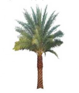 Sketchup, Phoenix/date palms