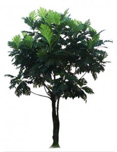 Sketchup, Tropical food tree, Artocarpus species/marang, pedalai, dugdug