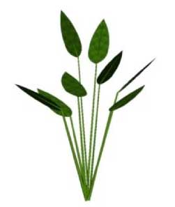Sketchup, Water and bog plants, Alisma/water plantain, Pontederia/pickerel weed, Sagittaria/arrowhead,