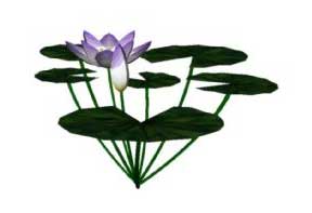 Sketchup, Water and bog plants, Nymphaea/water lily, Nuphar/spatterdock, Nymphoides/NCN