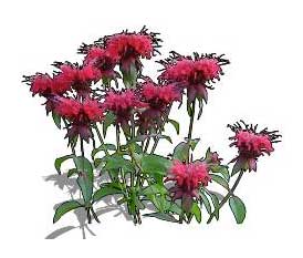 Sketchup, Flowering herbaceous perennial, Monarda/bee balm, Salvia/sage, Xolocotzia/NCN, Penstemon/NCN